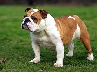 bulldog-2317964715