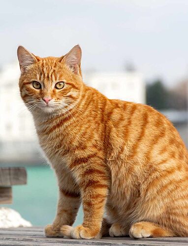orange-tabby-cat-783x1024-753429898