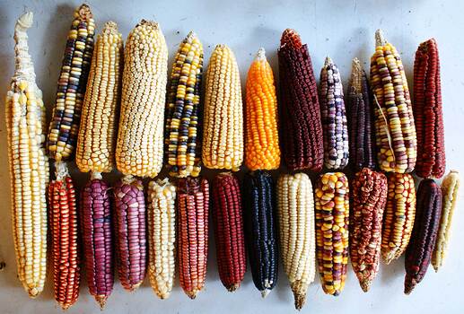 Maize-varieties-Mexico-FeriadeProductores-2000px