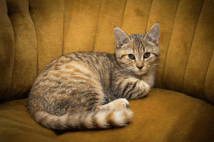 cinnamon-tabby-kitten-amy-jackson-71825619