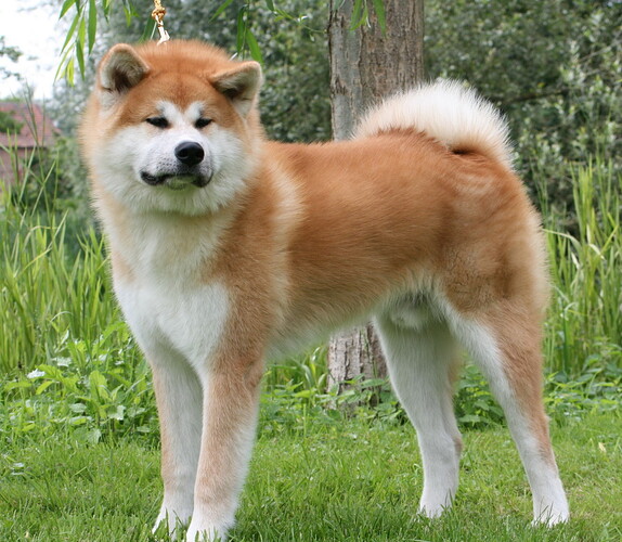 Akita-Dog-3741306951