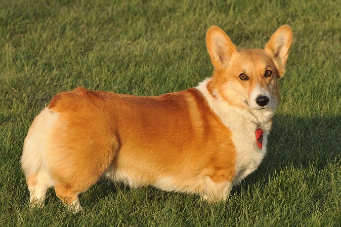 Pembroke-Welsh-Corgi-Pictures-2175522217