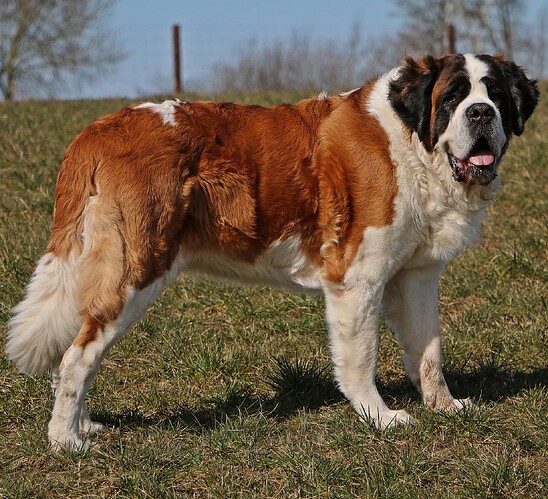 StBernard