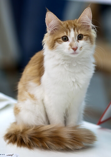 bicolor-patterns-in-cats-501983313