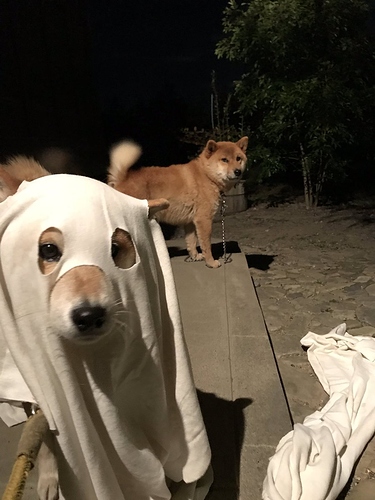 ghost%20doge%20mad