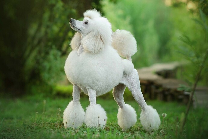 Poodle-standing-in-the-garden
