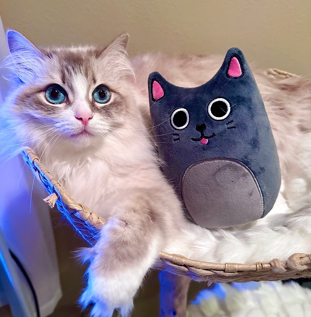 Catsack Plush Sharing Thread Community Showcase PixelTail Games