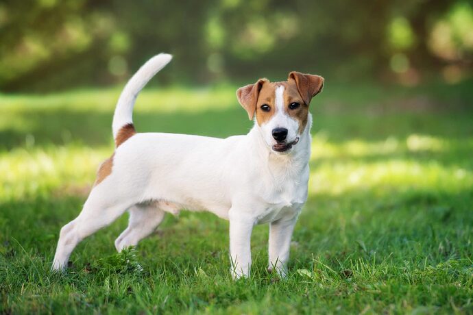 Jack-Russell-scaled-scaled-286407815