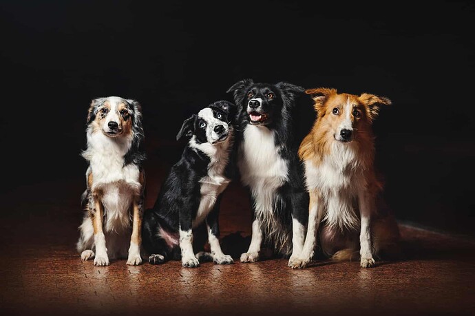 Four-Border-Collies-with-different-coat-colors