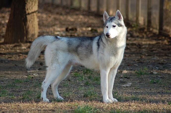Siberian-Husky-1-3-694914028