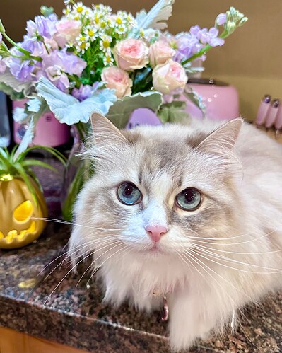suki 2024