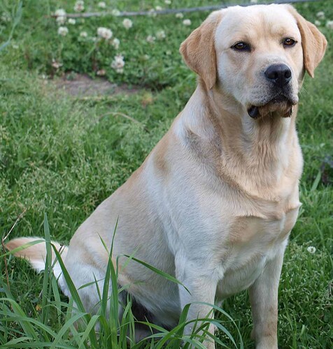 yellow-Labrador-Retriever-4-2857464529