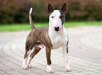 brindle-white-bull-terrier-dog-753545357