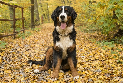 Bernsese-Mountain-Dog