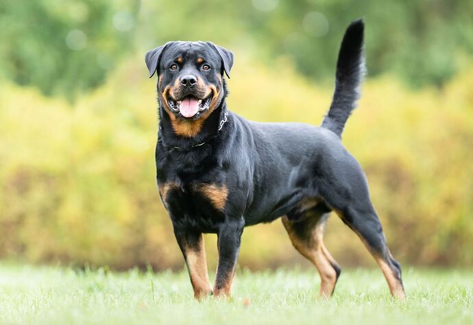 Rottweiler-dog