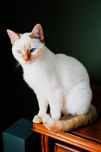 Red-Colorpoint-Cat-2882451792