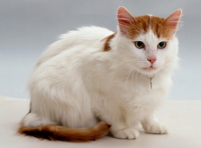 CWVET-Turkish-Van-cat-3630265808