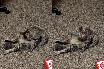 hamburgerrestingpose