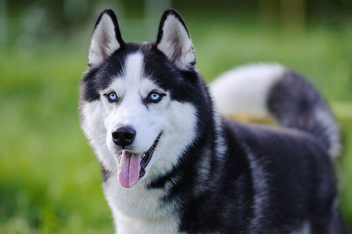 siberian-husky-100800827-2000-9449ca147e0e4b819bce5189c2411188-732990289