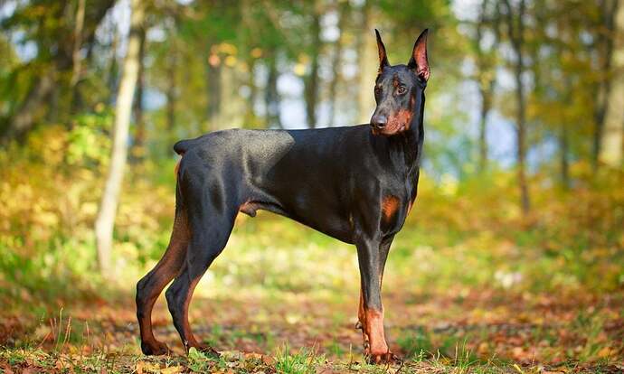 Doberman-Pinscher_Featured-Image-1024x615-3160032492