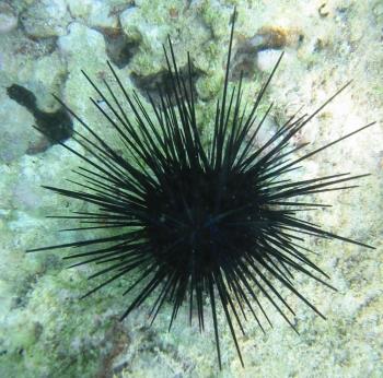 sea_urchin_high_es