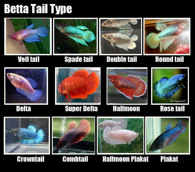 betta types