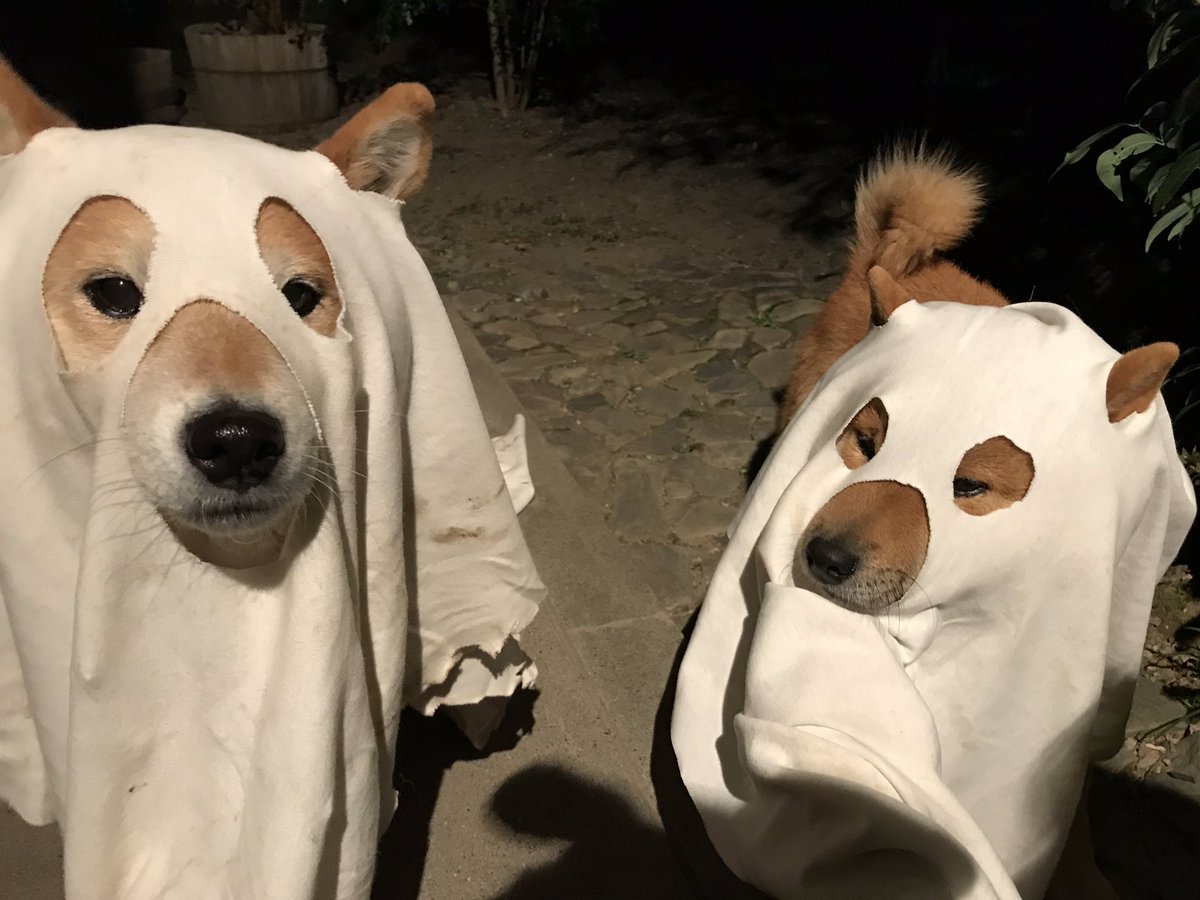 ghost%20doge
