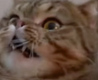 Lulu_Confused