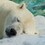 Angy_Bear