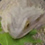 BillboDragons