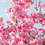 cherryblossom
