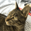 Humancatpost