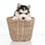 HuskyInABasket