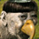 King_Midas