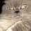 Kitts_2-307