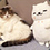 Meowitzer