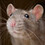 rat