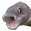 STINKO