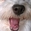 White_Dog